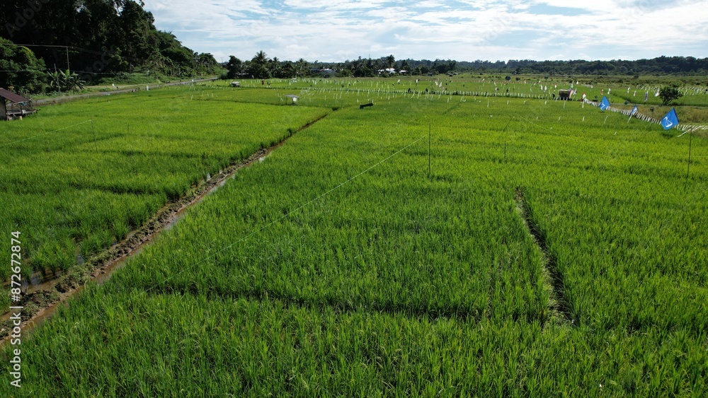 Kuching, Malaysia - July 4 2024: Aerial View of The Skuduk Paddy Field Kuching, Malaysia - July 4 2024: Aerial View of The Skuduk Paddy Field