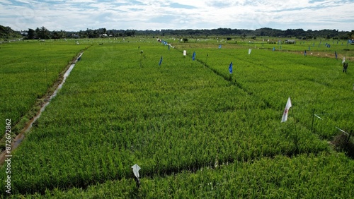 Kuching, Malaysia - July 4 2024: Aerial View of The Skuduk Paddy Field photo