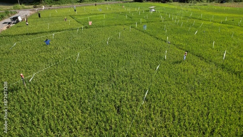 Kuching, Malaysia - July 4 2024: Aerial View of The Skuduk Paddy Field photo