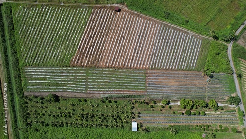 Kuching, Malaysia - July 4 2024: Aerial View of The Skuduk Paddy Field photo