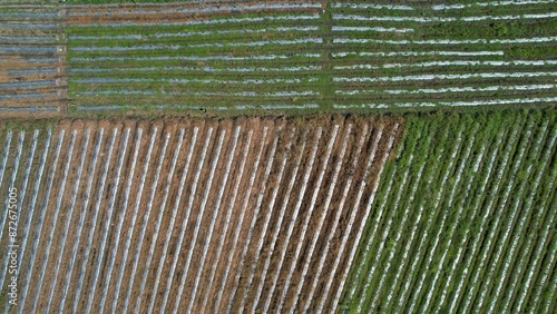 Kuching, Malaysia - July 4 2024: Aerial View of The Skuduk Paddy Field photo