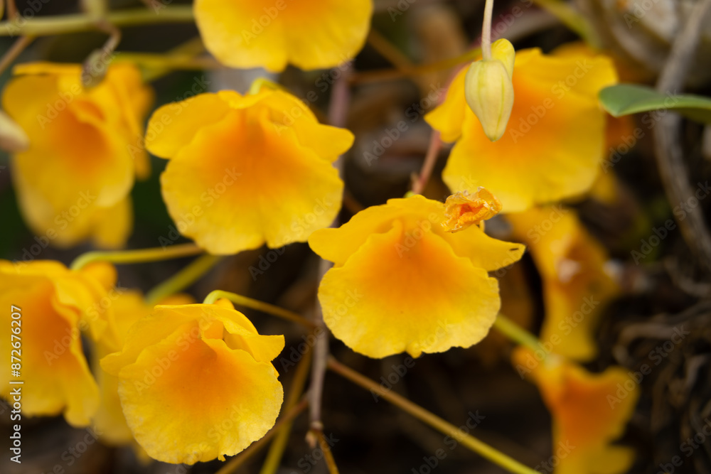A bunch of yellow flowers with brown stems A bunch of yellow flowers with brown stems