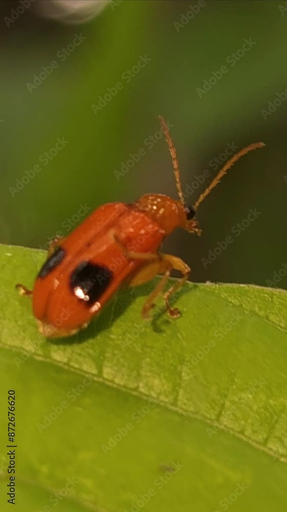 Beautiful Vertical Slow Motion Nature, Insect On edge of the leaf, Macro Beautiful Vertical Slow Motion Nature, Insect On edge of the leaf, Macro