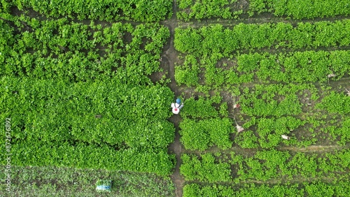 Kuching, Malaysia - July 4 2024: Aerial View of The Skuduk Paddy Field photo