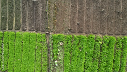 Kuching, Malaysia - July 4 2024: Aerial View of The Skuduk Paddy Field photo