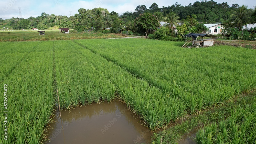 Kuching, Malaysia - July 4 2024: Aerial View of The Skuduk Paddy Field