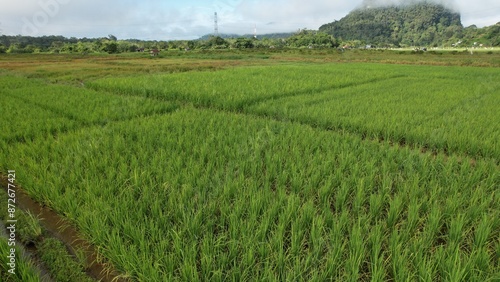 Kuching, Malaysia - July 4 2024: Aerial View of The Skuduk Paddy Field photo