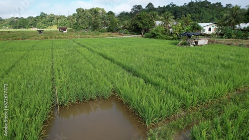 Obraz na płótnie Kuching, Malaysia - July 4 2024: Aerial View of The Skuduk Paddy Field w salonie