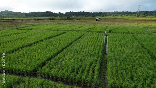 Kuching, Malaysia - July 4 2024: Aerial View of The Skuduk Paddy Field photo