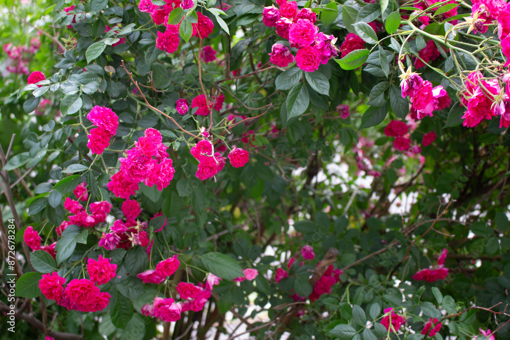 vivid pink rose 01 vivid pink rose 01
