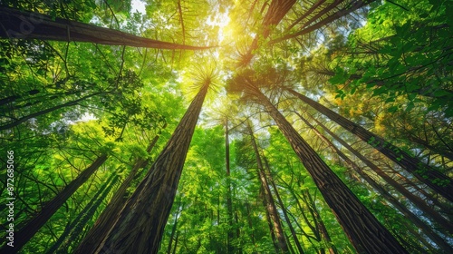 Towering trees in lush woodland