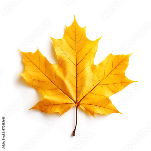 Wallpaper Mural  autumn maple leaf isolated on white Torontodigital.ca
