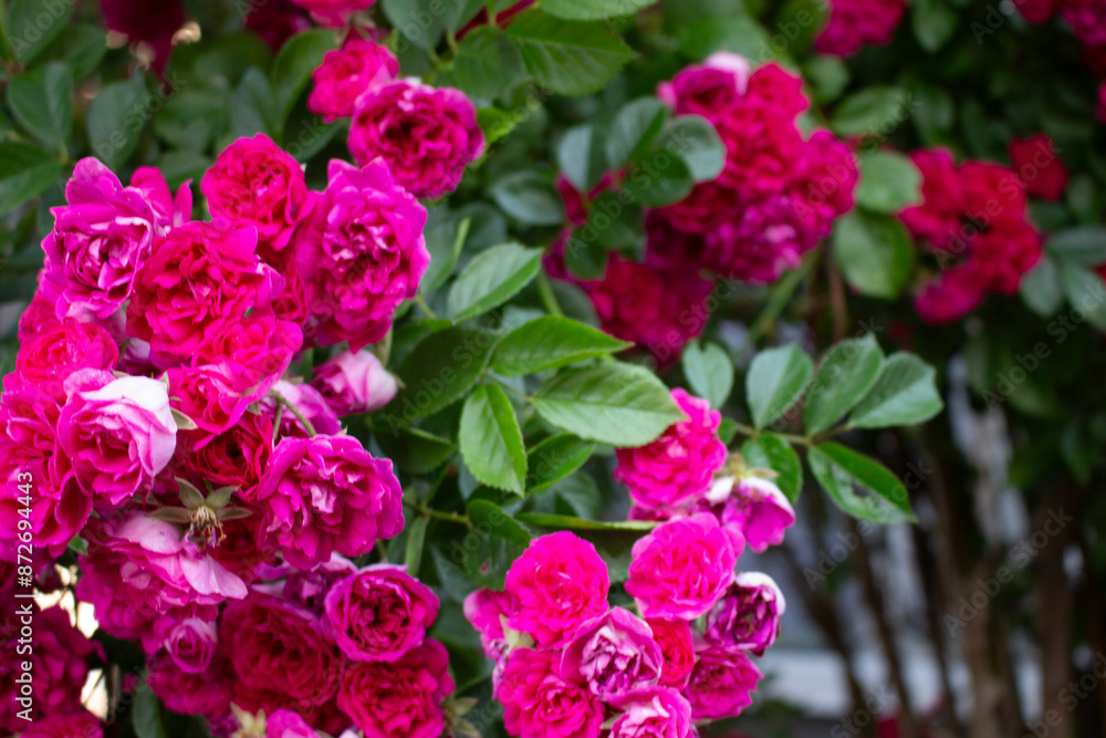 vivid pink rose 08 vivid pink rose 08