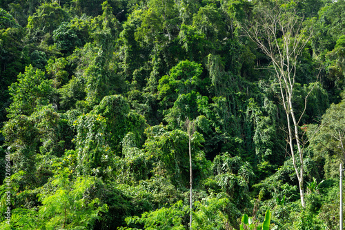 Tropical forest of Indonesia