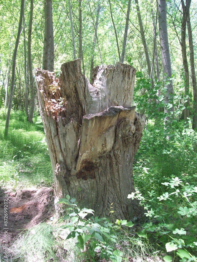 Fototapeta premium Troinco de arbol cortado