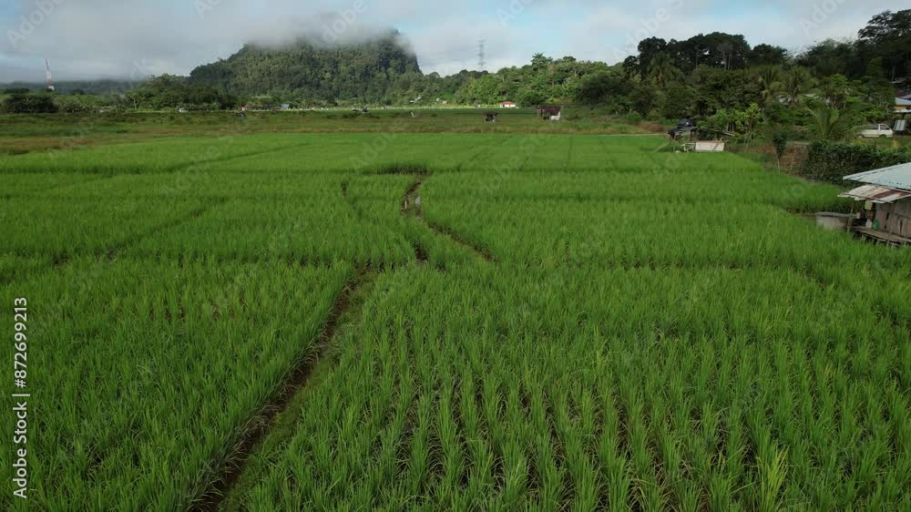 Kuching, Malaysia - July 4 2024: Aerial View of The Skuduk Paddy Field Kuching, Malaysia - July 4 2024: Aerial View of The Skuduk Paddy Field