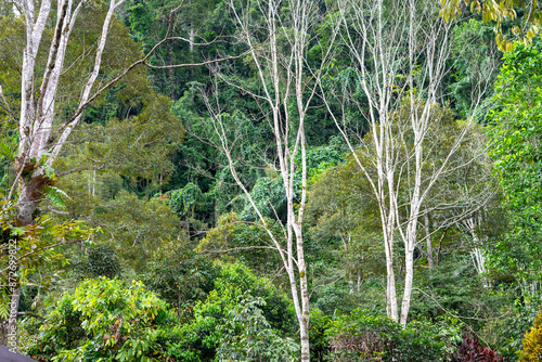 Tropical forest of Indonesia