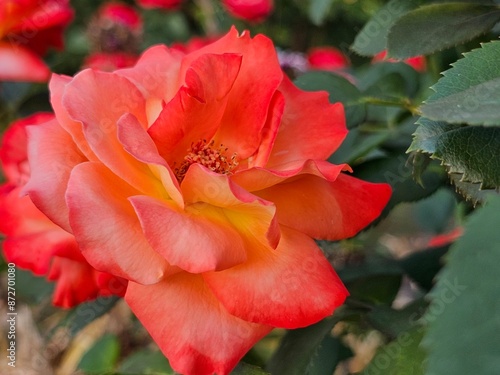 red rose flower