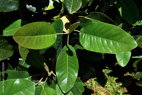 Detail of the leaves of Delavay's magnolia (Magnolia delavayi) photo