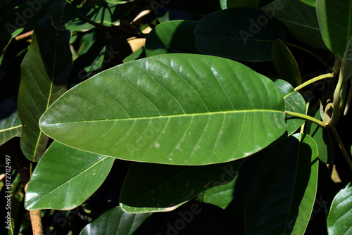 Detail of the leaves of Del...