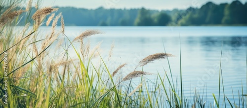 Focus is on sedge in this s...