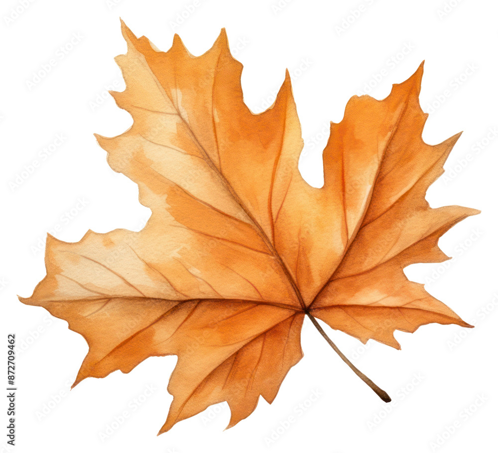PNG Illustration of autumn leaf plant tree maple leaf. PNG Illustration of autumn leaf plant tree maple leaf.