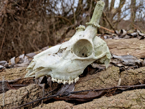 a deer skull in a field outside the city is a sign of a harsh winter. weaker animals starve to death, or illegal hunters supply restaurants with meat.