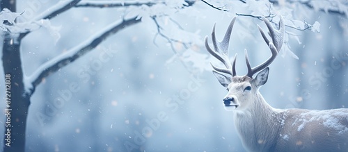 Close-up of a white deer in...