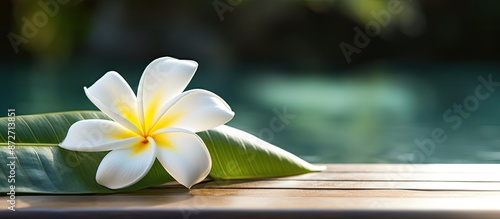 Frangipani flower on a palm...