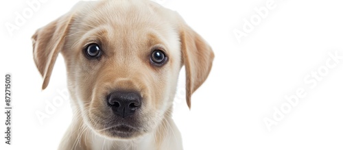 Puppy Labrador retriever cr...