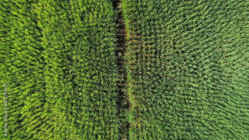 Kuching, Malaysia - July 4 2024: Aerial View of The Skuduk Paddy Field Kuching, Malaysia - July 4 2024: Aerial View of The Skuduk Paddy Field