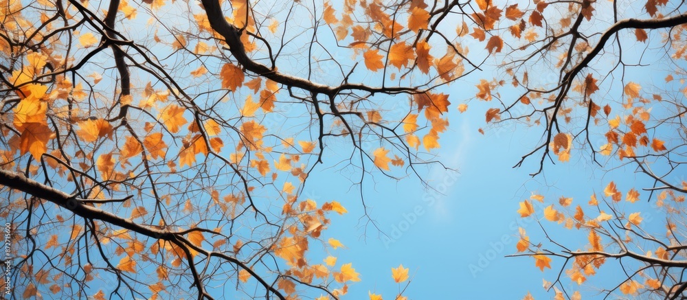 An autumnal scene with vibrant branches framing a blue sky in the center, offering a perfect copy space image from a lower perspective. An autumnal scene with vibrant branches framing a blue sky in the center, offering a perfect copy space image from a lower perspective.