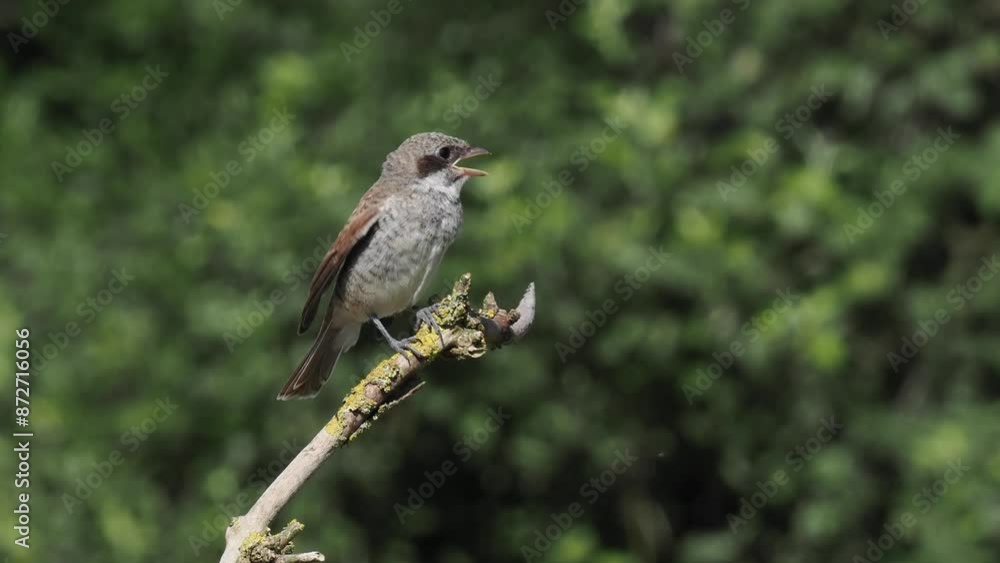 Neuntöter (Lanius collurio) Neuntöter (Lanius collurio)