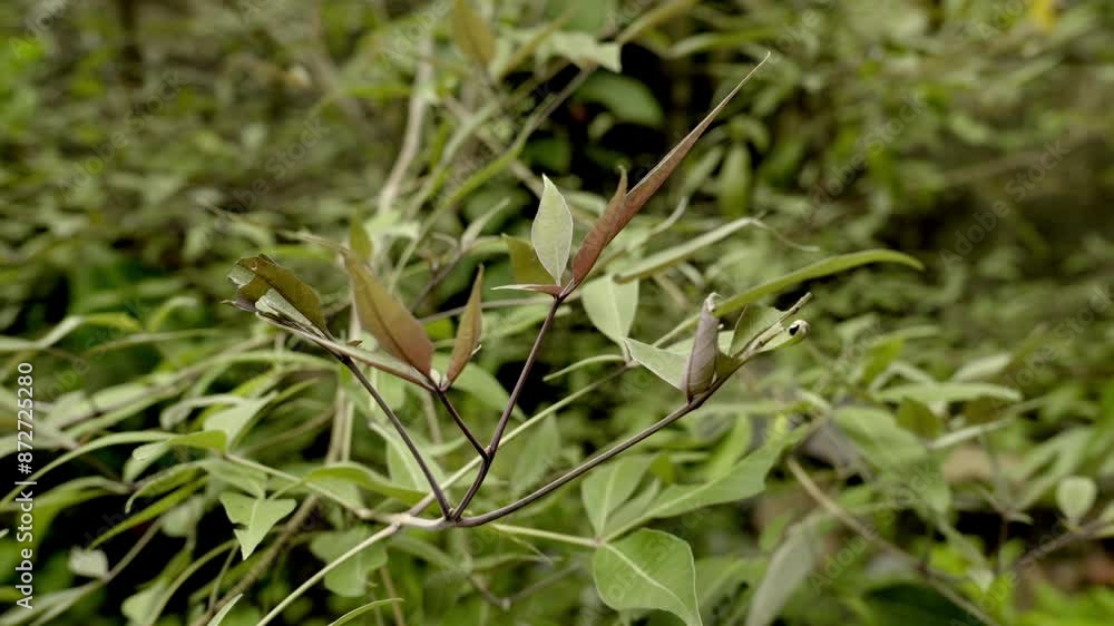Vitex negundo, close up view of herbal plant five leaved chaste tree flower, karinochi herbal plant Vitex negundo, close up view of herbal plant five leaved chaste tree flower, karinochi herbal plant
