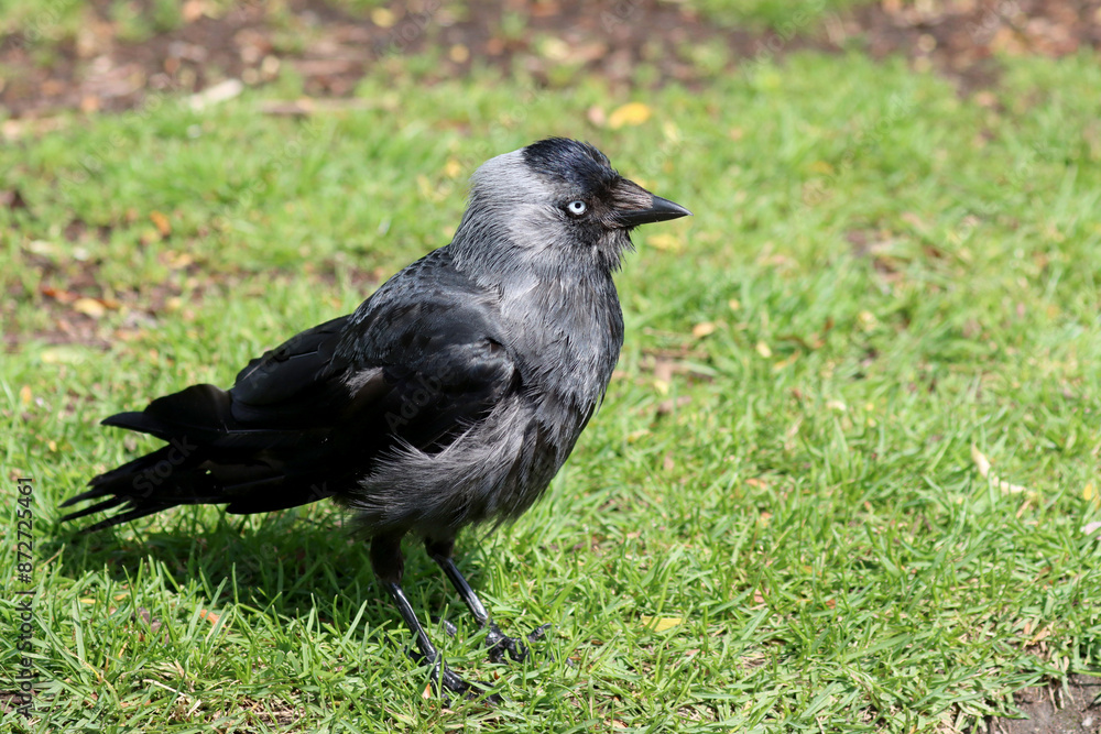 Jackdaw Jackdaw