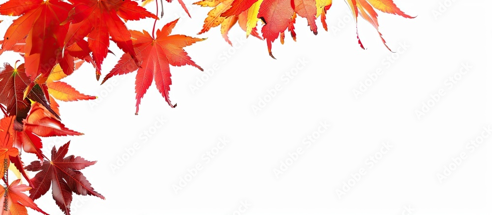 Autumn maple leaves set on a plain white copy space image to the right, creating a vibrant isolated foliage backdrop. Autumn maple leaves set on a plain white copy space image to the right, creating a vibrant isolated foliage backdrop.