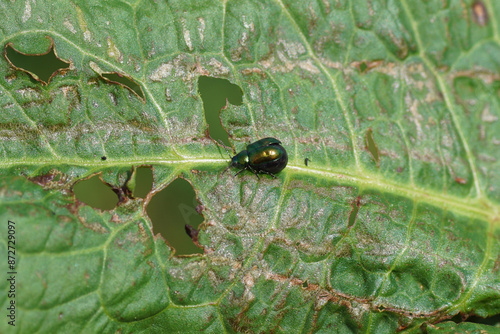 Female green dock beetle, green dock leaf beetle, green sorrel beetle (Gastrophysa viridula).  With enlarged abdomen. On a leaf of dock, sorrel (Rumex). Summer, June, Netherlands.    photo