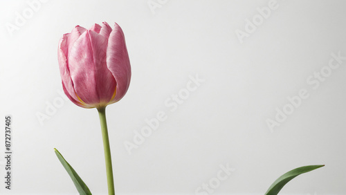 tulip on a white background