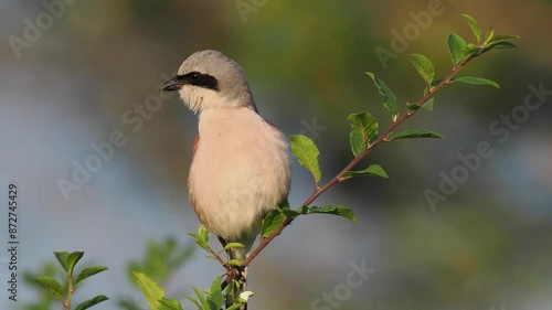 Neuntöter (Laius collurio) oder Rotrückenwürger photo