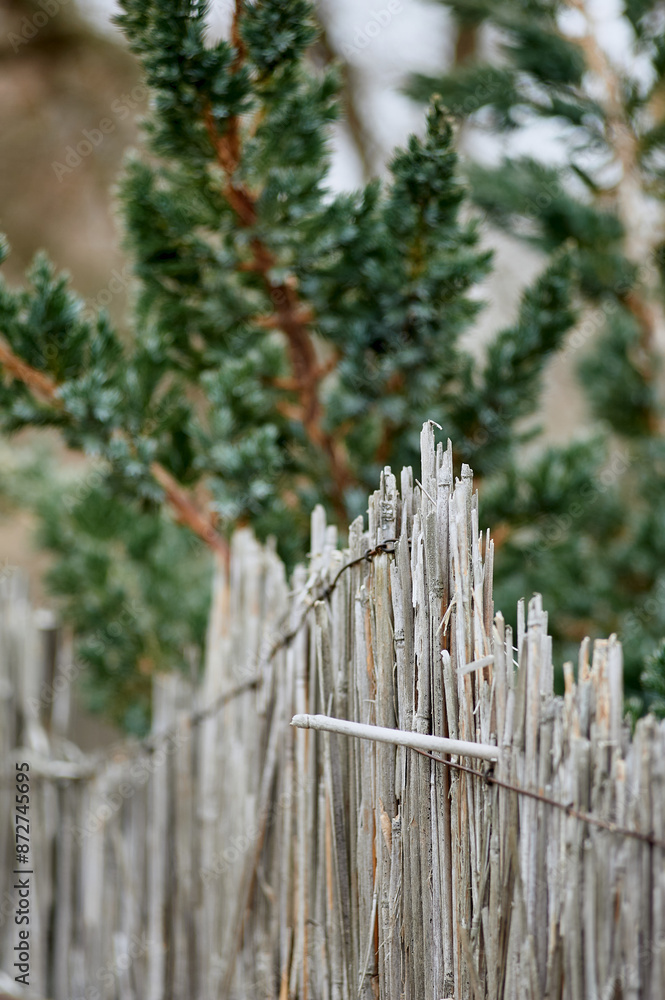 Fototapeta premium Green fir near the fence close-up, village autumn