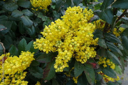 Profuse yellow flowers of Mahonia aquifolium in May photo