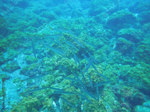 Underwater photography of barracudas in the Atlantic ocean, yellow barracuda, Sphyraena viridensis, El Hierro