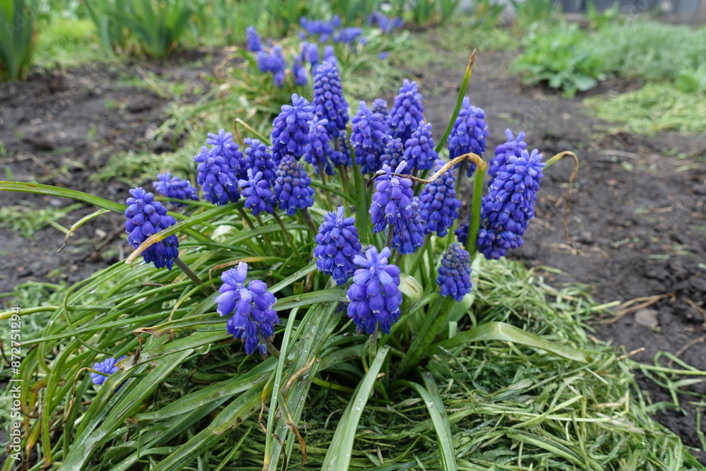 Fototapeta premium Blooming purplish blue Muscari armeniacum in April