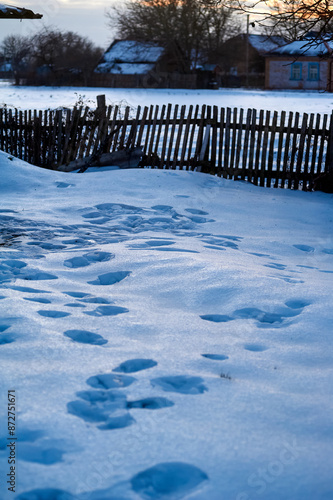 animal traces in the snow in the village in winter