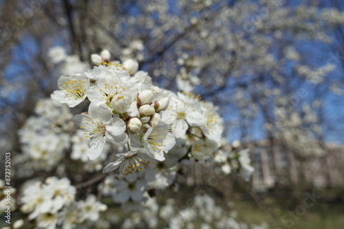 Bunch of white flowers of blossoming plum tree against blue sky in mid March