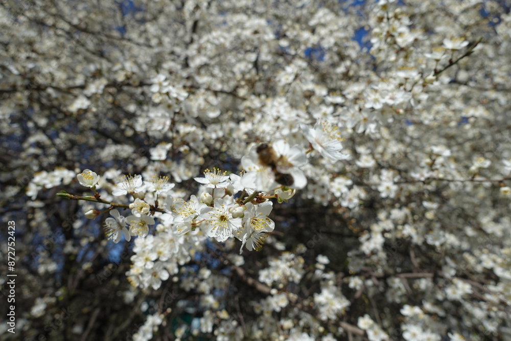 Cherry plum tree in full bloom in March Cherry plum tree in full bloom in March