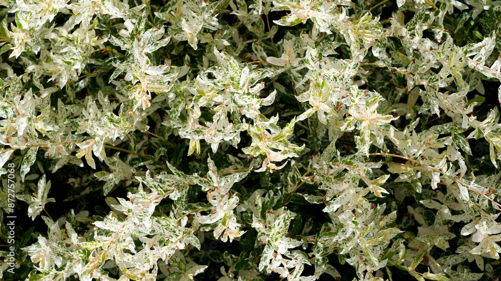 (Salix Integra) White Dappled Japanese Willow 'Hakuro-Nishiki