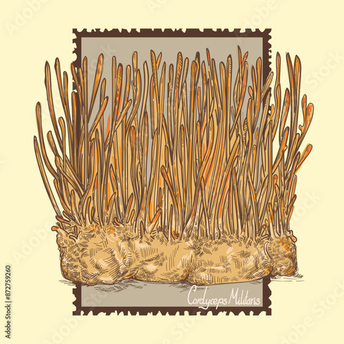 Cordyceps militaris hand-painted on a vintage stamp background. Cordyceps mushrooms hand drawn. Natural medicine ingredient. CHONG CAO. DONG CHONG XIA CAO.Vintage style sketches. Vector illustration