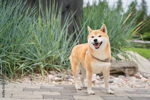 Red-haired Akita Inu stands on the path in the garden. Japanese Akita Inu Japan’s original courageous bear hunting breed.