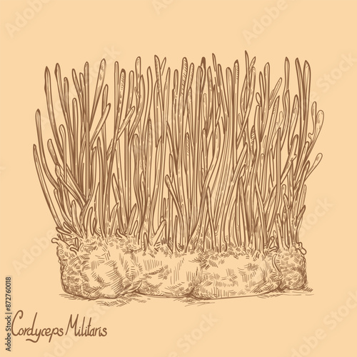 Cordyceps militaris mushrooms hand drawn in old background. CHONG CAO. DONG CHONG XIA CAO. Traditional chinese herbs. Vintage vector sketch. Vector illustration